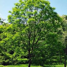 Kentucky Coffee Tree | Buy Shade Trees Online